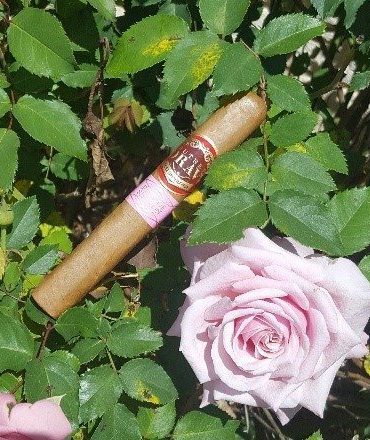 Cigar News: Southern Draw Cigars Ships the Rose of Sharon