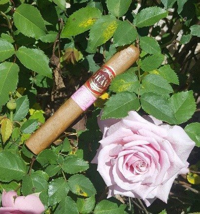 Cigar News: Southern Draw Cigars Ships the Rose of Sharon